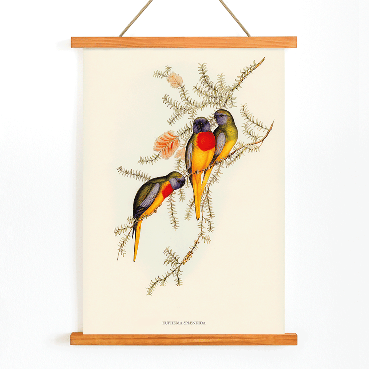 Splendid Grass-Parakeet Euphema Splendida artwork depicting colorful birds on branches Poster of three vibrant grass-parakeets perched on foliage titled Splendid Grass-Parakeet by Euphema Splendida