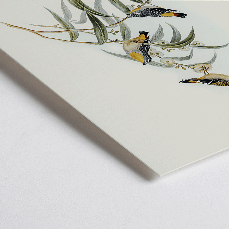 Illustration of Yellow-rumped Pardalote Pardalotus Xanthopygius on eucalyptus branches artwork. Poster of Yellow-rumped Pardalote Pardalotus Xanthopygius featuring three colorful birds perched on leafy branches.