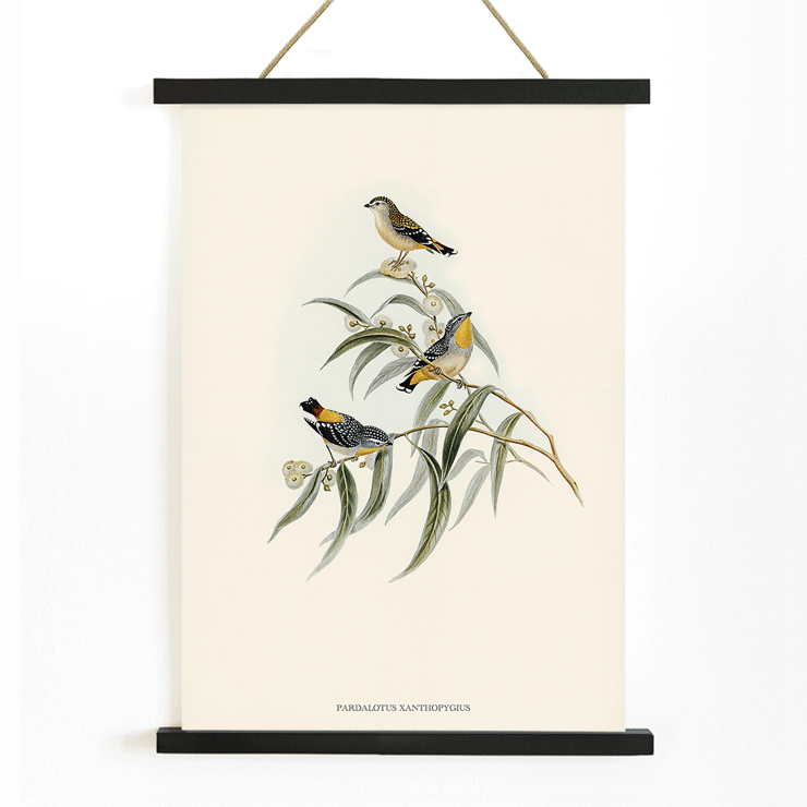 Illustration of Yellow-rumped Pardalote Pardalotus Xanthopygius on eucalyptus branches artwork. Poster of Yellow-rumped Pardalote Pardalotus Xanthopygius featuring three colorful birds perched on leafy branches.