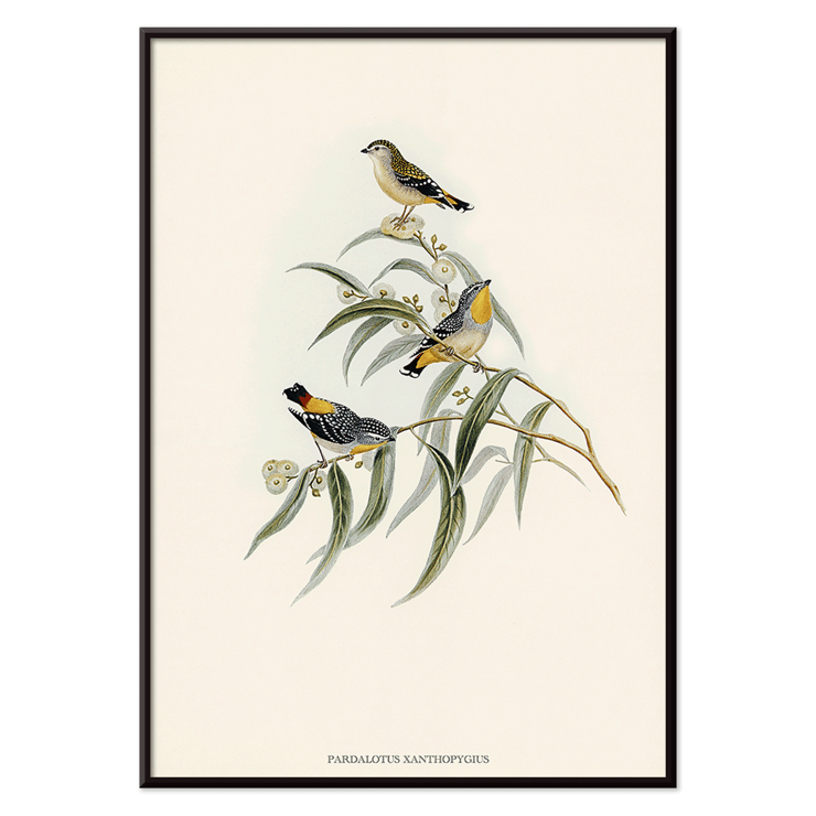 Illustration of Yellow-rumped Pardalote Pardalotus Xanthopygius on eucalyptus branches artwork. Poster of Yellow-rumped Pardalote Pardalotus Xanthopygius featuring three colorful birds perched on leafy branches.