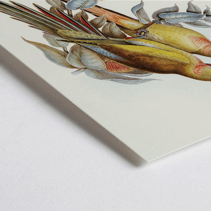 The Princess of Wales's Parakeet Polytelis Alexandrae artwork featuring two colorful birds on branches. Poster of The Princess of Waless Parakeet by Polytelis Alexandrae depicting colorful birds on branches with leaves
