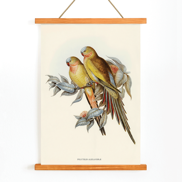 The Princess of Wales's Parakeet Polytelis Alexandrae artwork featuring two colorful birds on branches. Poster of The Princess of Waless Parakeet by Polytelis Alexandrae depicting colorful birds on branches with leaves