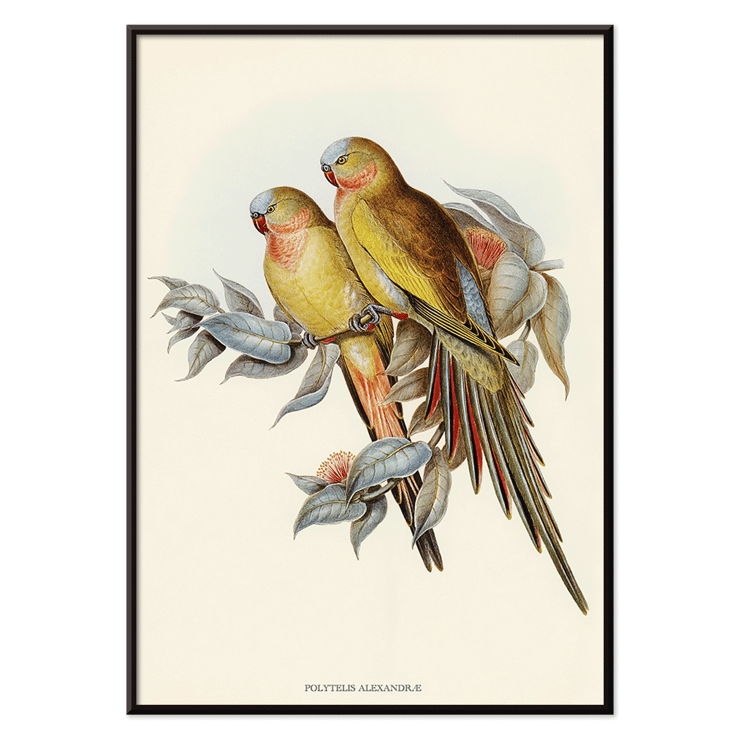 The Princess of Wales's Parakeet Polytelis Alexandrae artwork featuring two colorful birds on branches. Poster of The Princess of Waless Parakeet by Polytelis Alexandrae depicting colorful birds on branches with leaves
