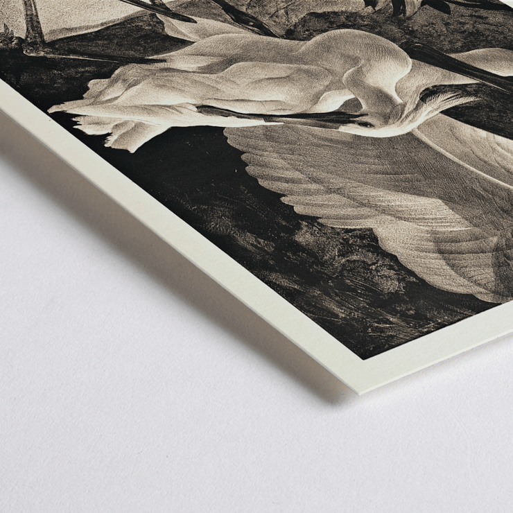 Egrets depicted in Lepelaars by Adriaan van Hoff artwork. Poster depicting spoonbills in a natural setting from the artwork Lepelaars by Adriaan van Hoff.