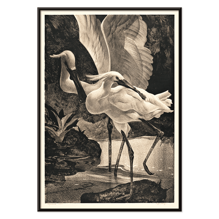 Egrets depicted in Lepelaars by Adriaan van Hoff artwork. Poster depicting spoonbills in a natural setting from the artwork Lepelaars by Adriaan van Hoff.