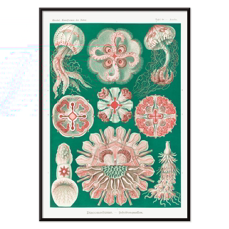 Discomedusae