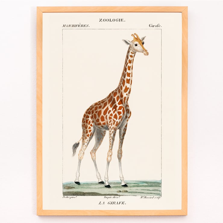 Una giraffa Una giraffa