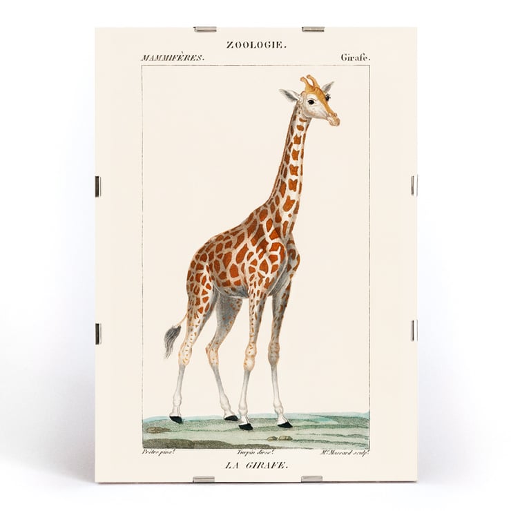 Una giraffa Una giraffa
