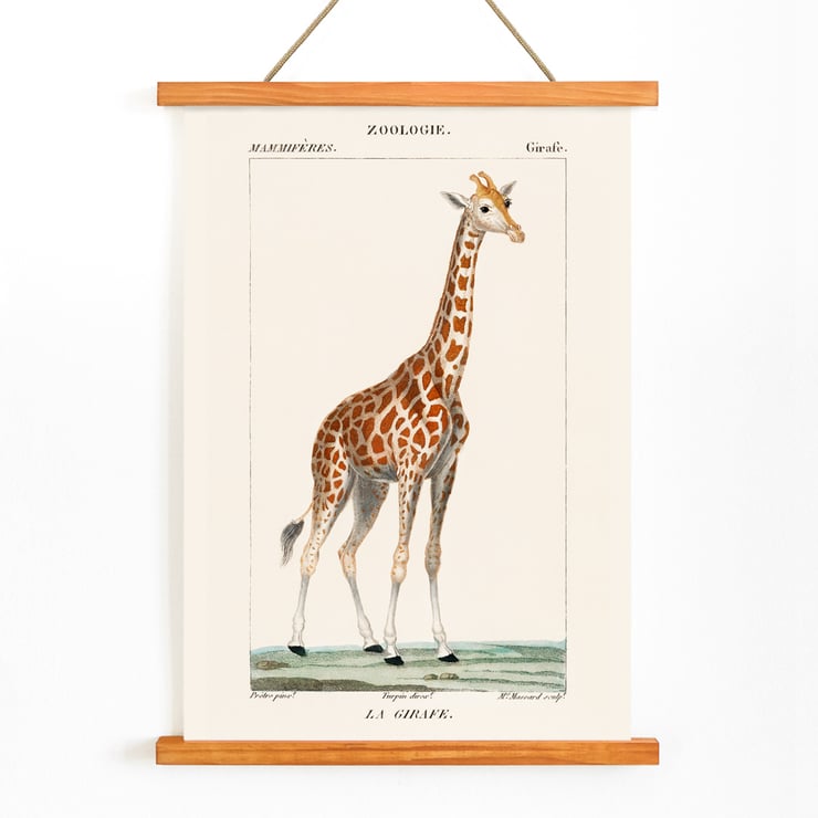 Una giraffa Una giraffa