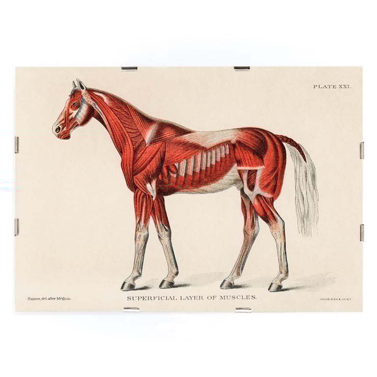 Equine muscular system Equine muscular system