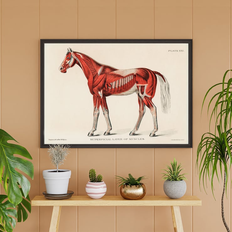 Equine muscular system Equine muscular system