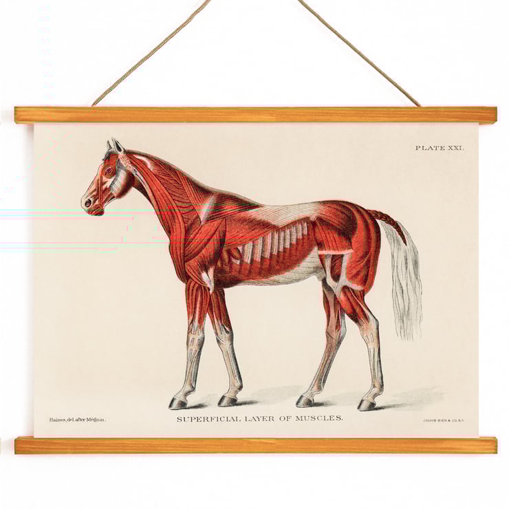 Equine muscular system Equine muscular system