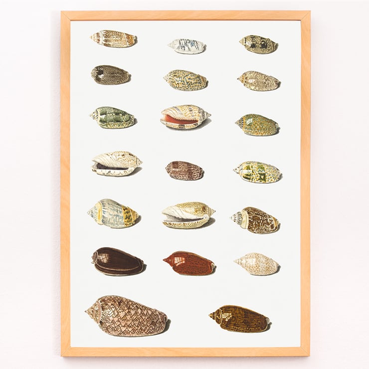 Vingt coquillages tropicaux Vingt coquillages tropicaux