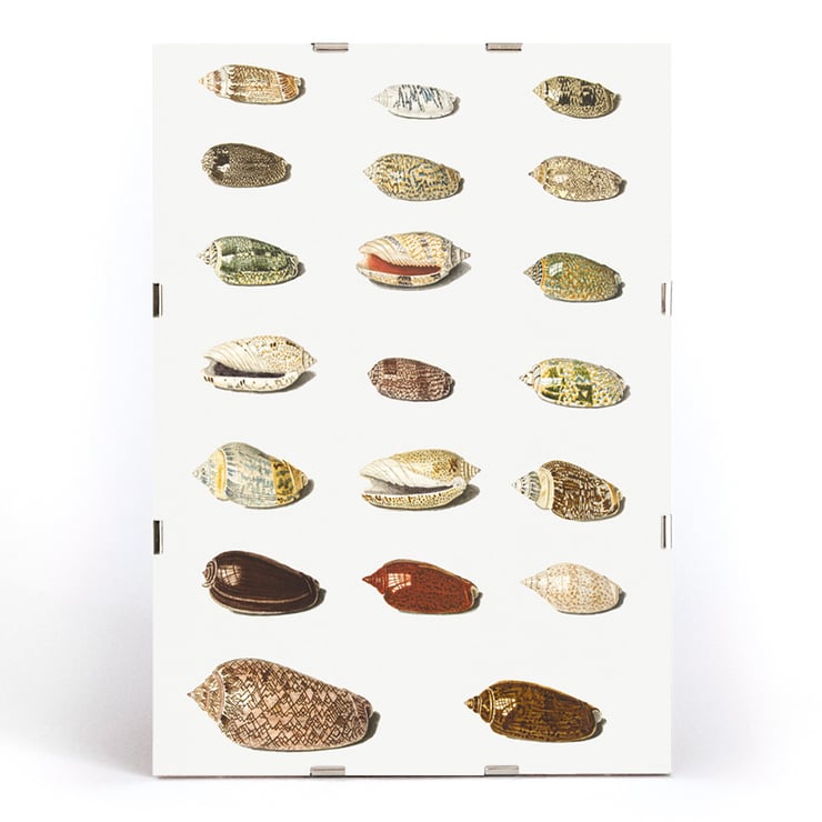 Vingt coquillages tropicaux Vingt coquillages tropicaux