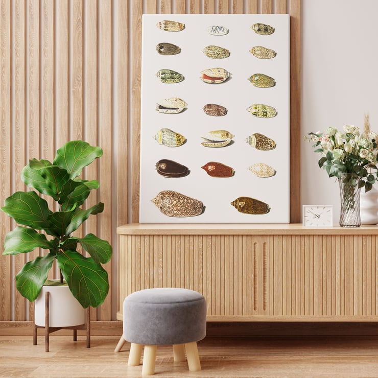 Vingt coquillages tropicaux Vingt coquillages tropicaux