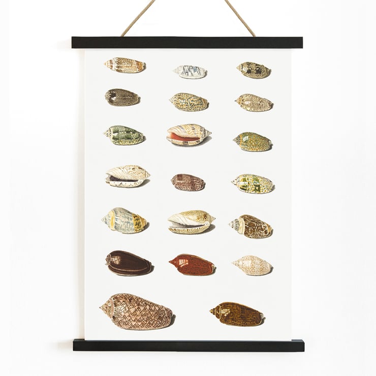 Vingt coquillages tropicaux Vingt coquillages tropicaux