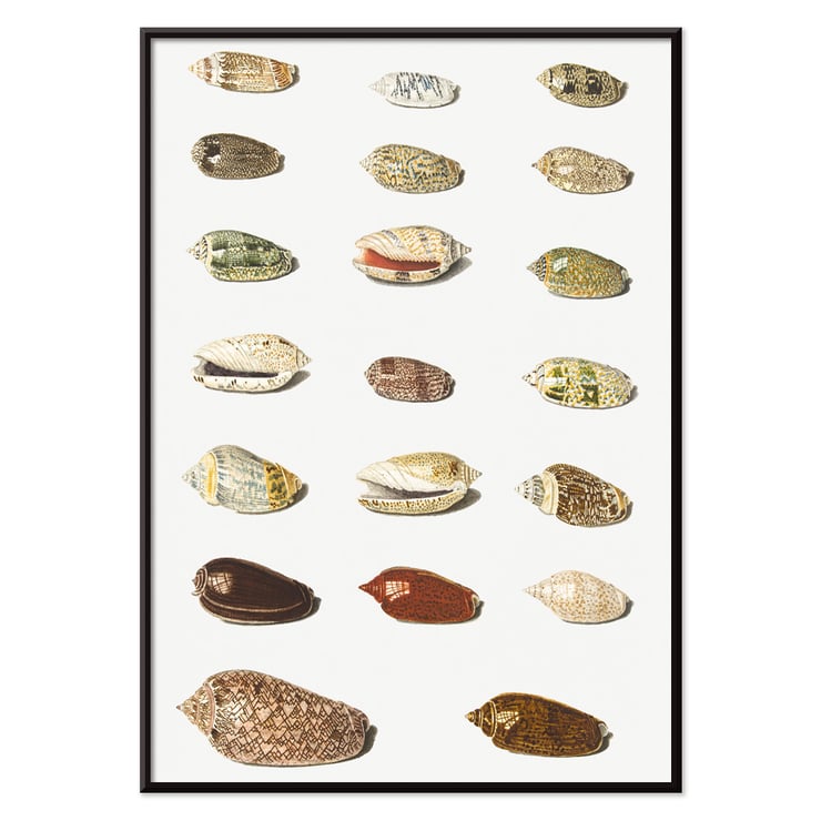 Vingt coquillages tropicaux Vingt coquillages tropicaux