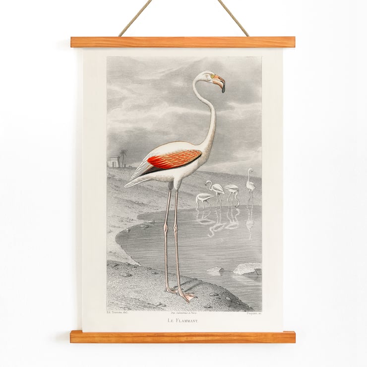 Der Flamingo Der Flamingo