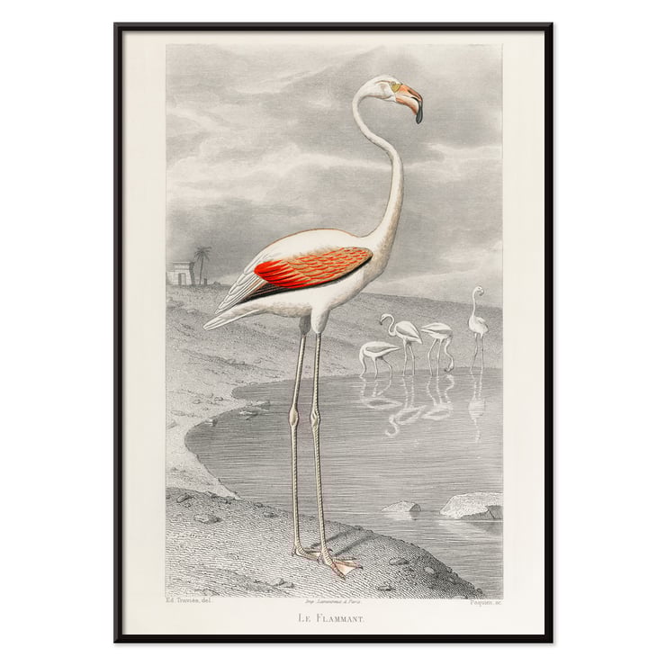 Der Flamingo Der Flamingo