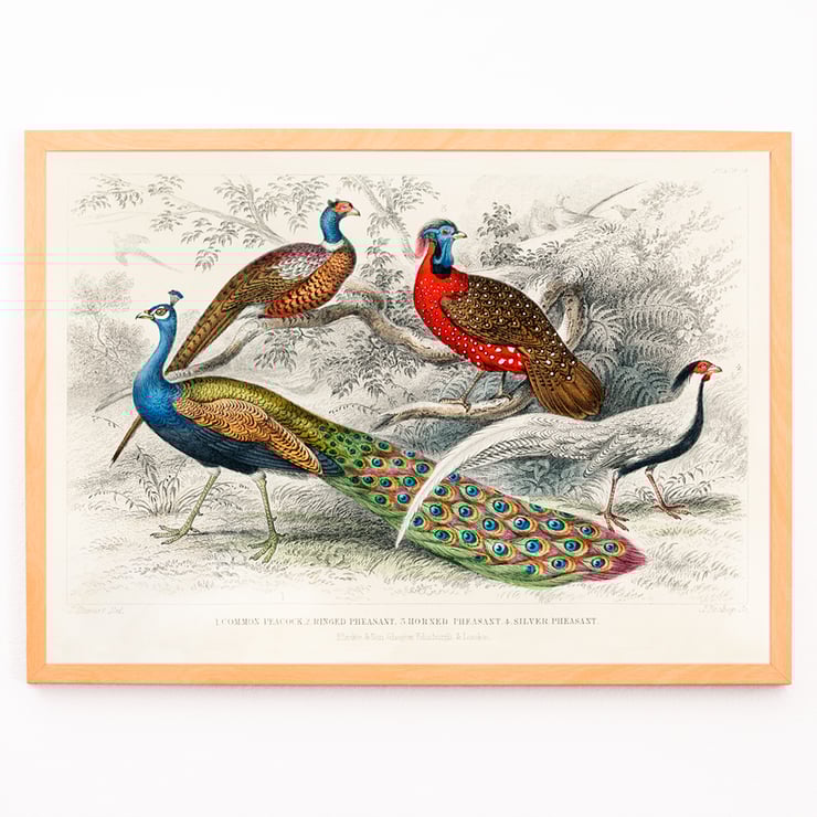 Peacock and Pheasants Peacock and Pheasants