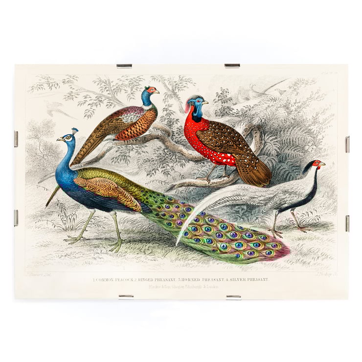 Peacock and Pheasants Peacock and Pheasants