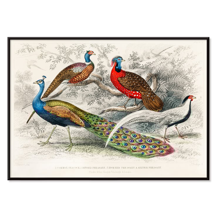 Peacock and Pheasants Peacock and Pheasants