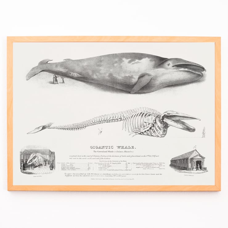 Muscle Baloena Muscle Baloena