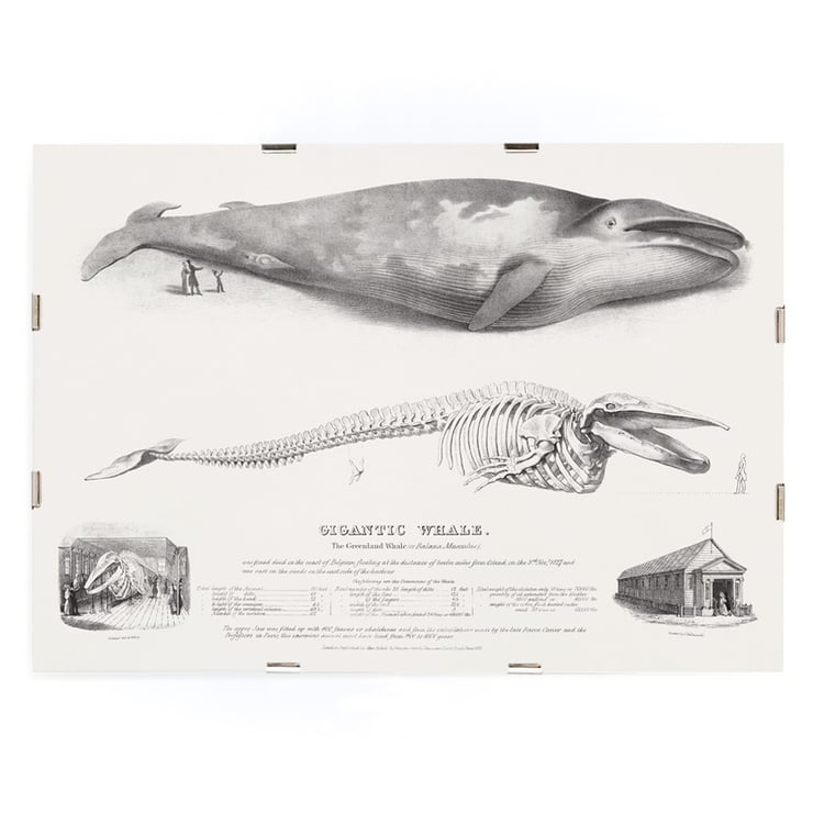 Muscle Baloena Muscle Baloena
