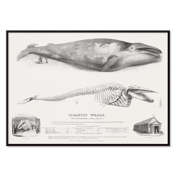 Muscle Baloena Muscle Baloena