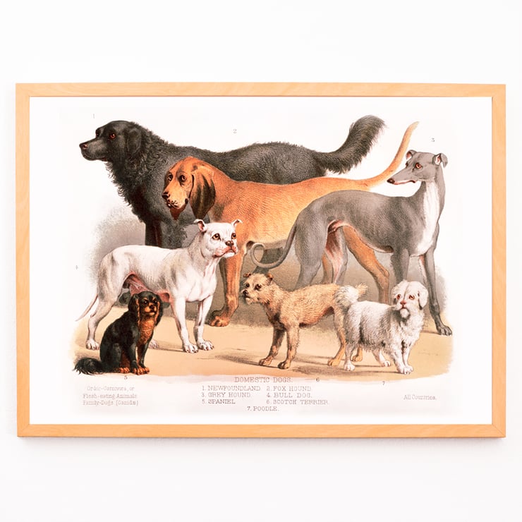 Chiens de famille Chiens de famille