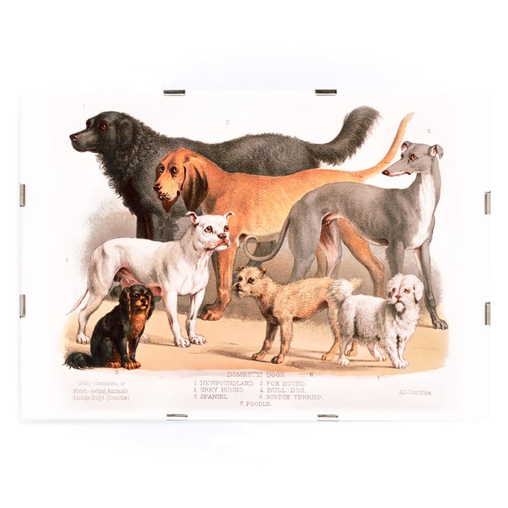 Chiens de famille Chiens de famille