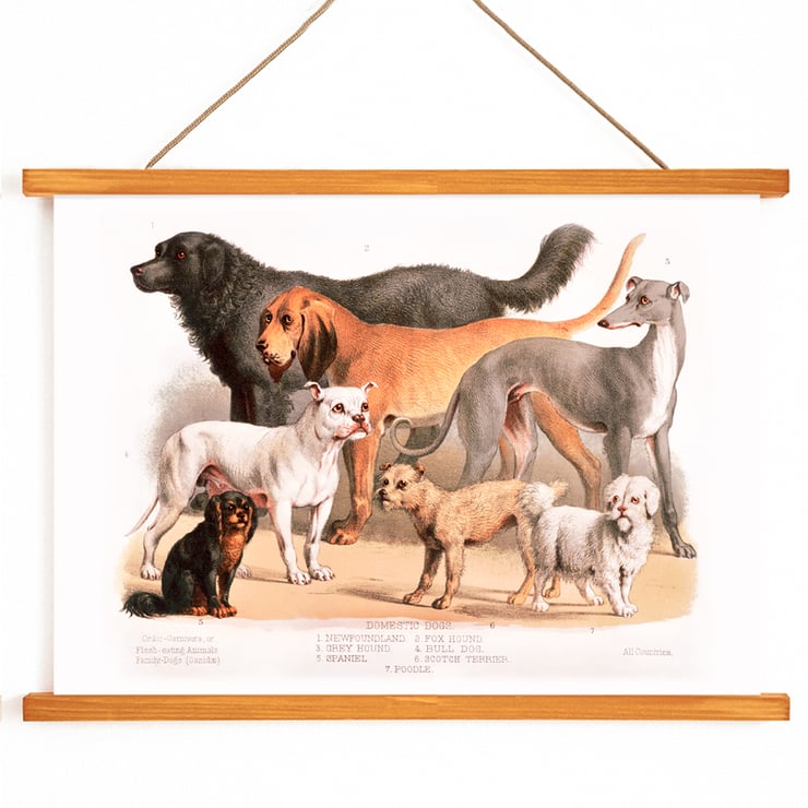 Chiens de famille Chiens de famille