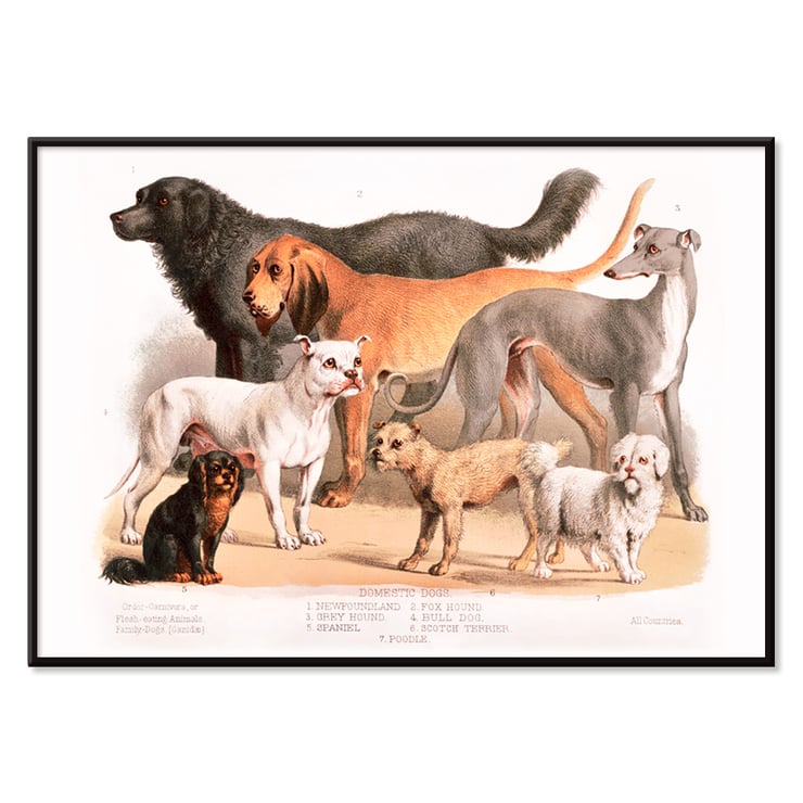 Chiens de famille Chiens de famille