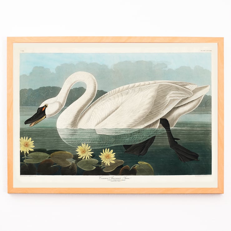 Cygne américain Cygne américain