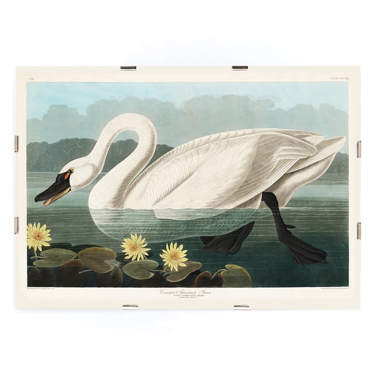 Cygne américain Cygne américain