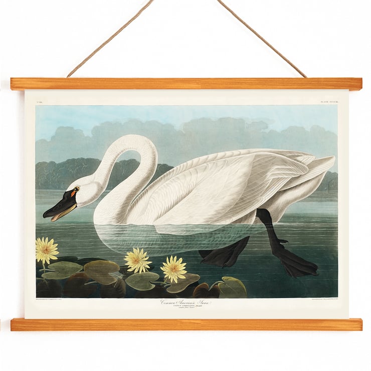 Cygne américain Cygne américain
