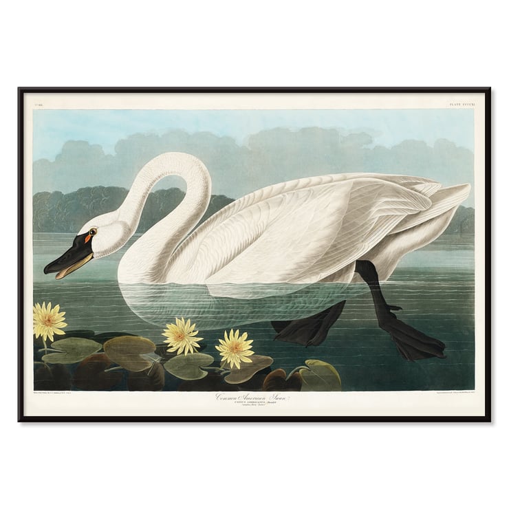 Cygne américain Cygne américain