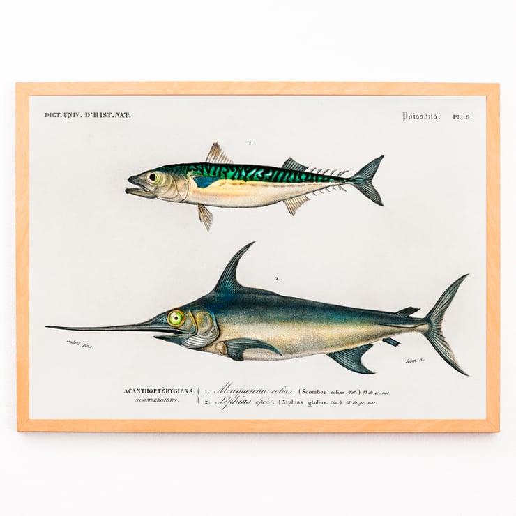 Different types of fishes Different types of fishes