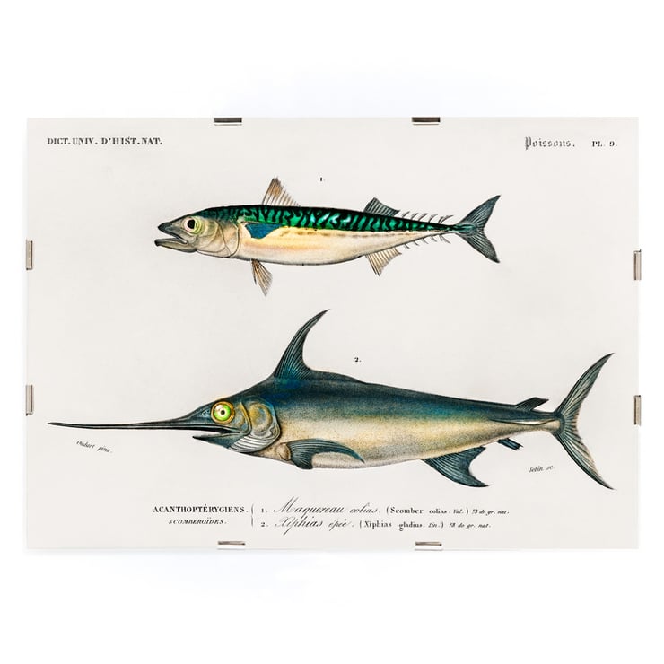 Different types of fishes Different types of fishes