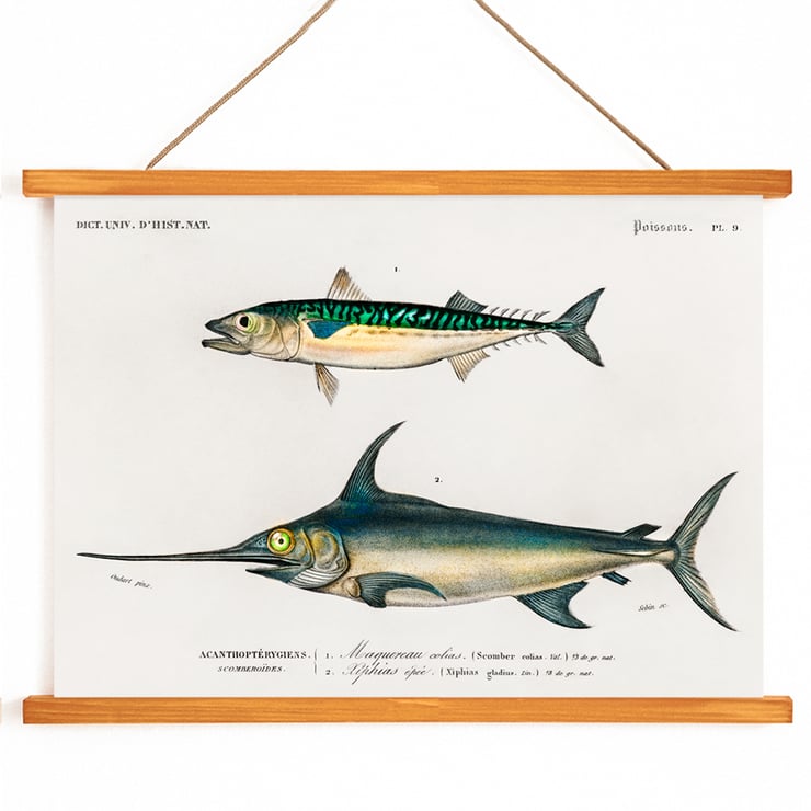 Different types of fishes Different types of fishes