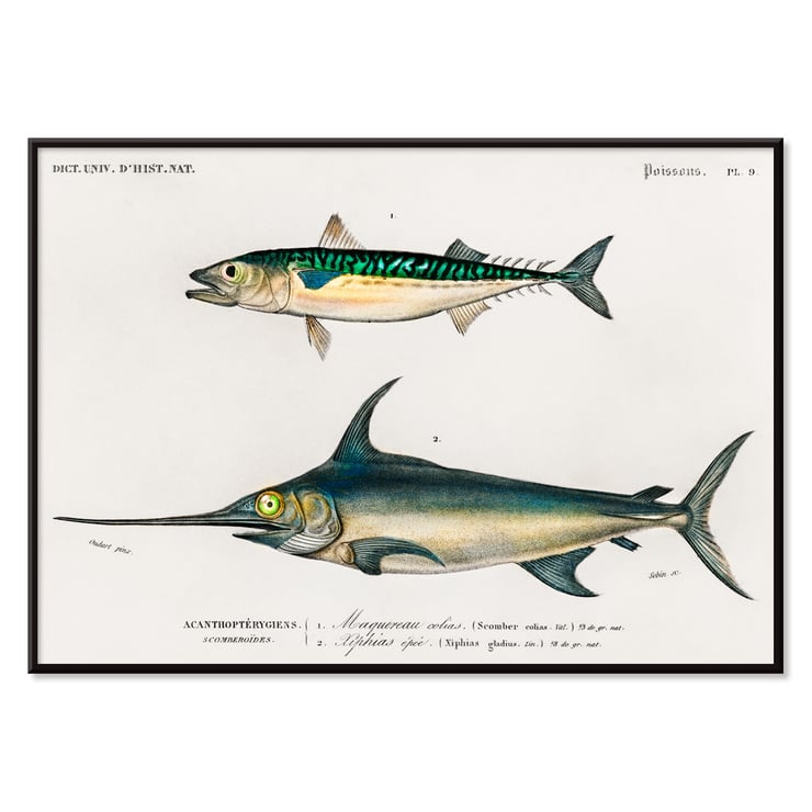 Different types of fishes Different types of fishes
