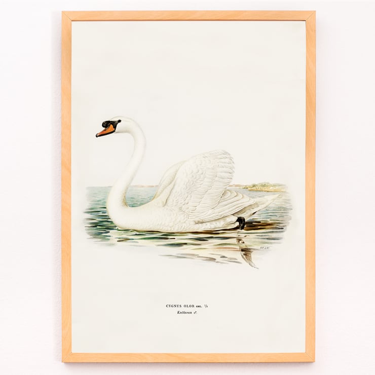 Illustration of a Mute Swan on water titled Mute Swan male Cygnus olor by The von Wright brothers Poster of a Mute Swan male Cygnus olor by The von Wright brothers featuring a detailed illustration of the swan in water.