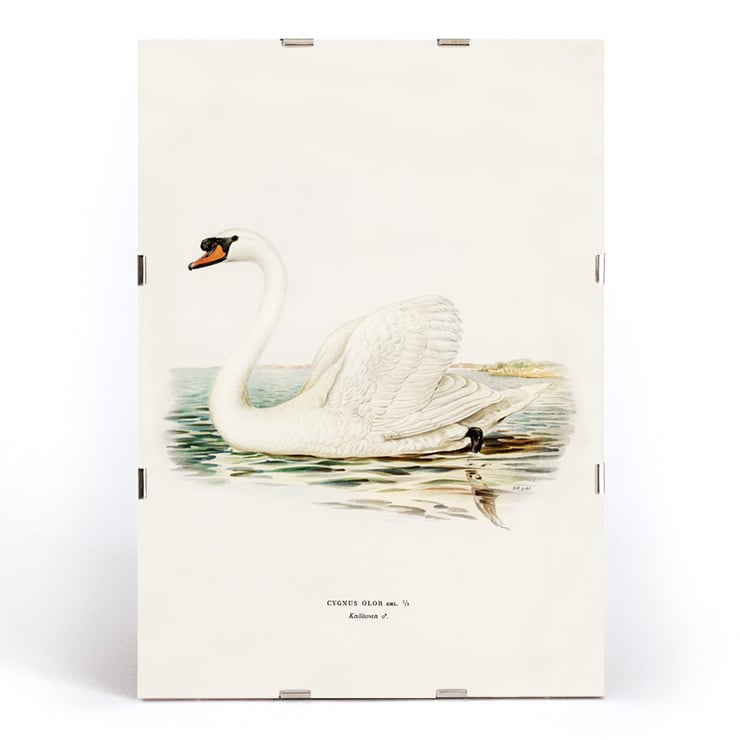 Illustration of a Mute Swan on water titled Mute Swan male Cygnus olor by The von Wright brothers Poster of a Mute Swan male Cygnus olor by The von Wright brothers featuring a detailed illustration of the swan in water.