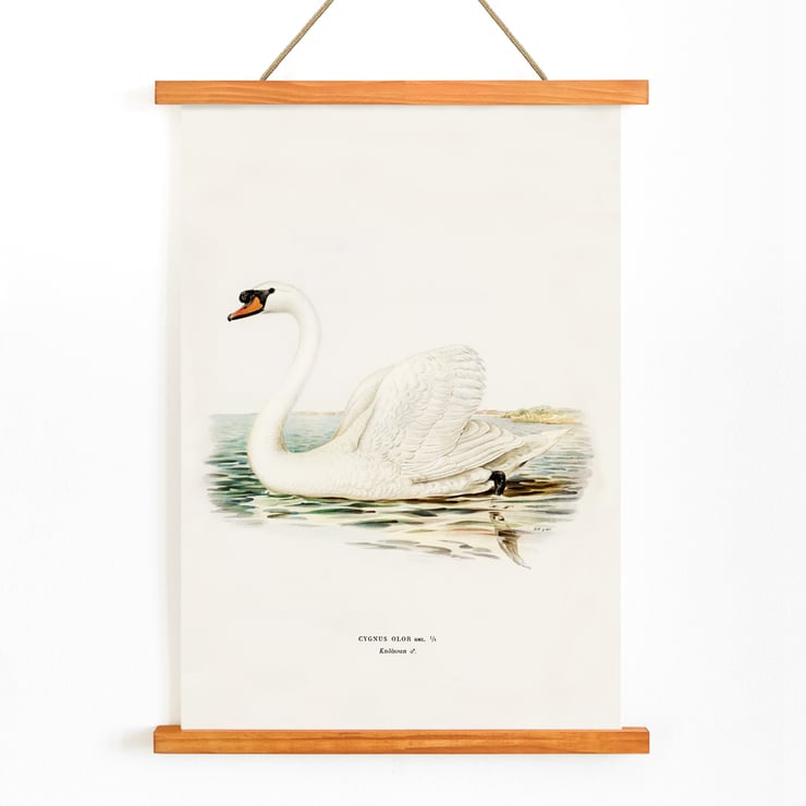 Illustration of a Mute Swan on water titled Mute Swan male Cygnus olor by The von Wright brothers Poster of a Mute Swan male Cygnus olor by The von Wright brothers featuring a detailed illustration of the swan in water.