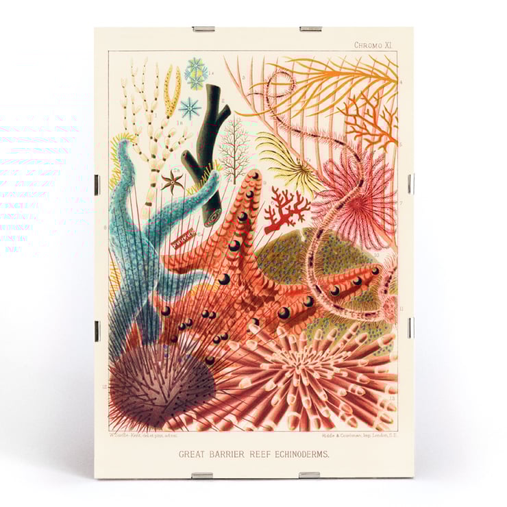 Farbenfrohe Darstellung der Stachelhäuter des Great Barrier Reef von William Saville-Kent vom Great Barrier Reef in Australien. Poster mit farbenfrohen Stachelhäutern vom Great Barrier Reef von William Saville-Kent mit dem Titel „Great Barrier Reef Echinoderms“.