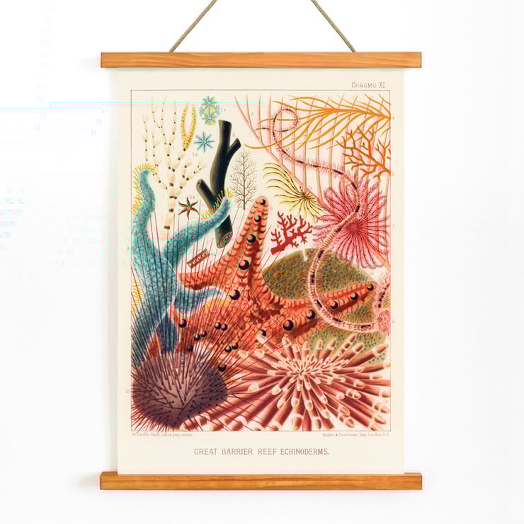 Farbenfrohe Darstellung der Stachelhäuter des Great Barrier Reef von William Saville-Kent vom Great Barrier Reef in Australien. Poster mit farbenfrohen Stachelhäutern vom Great Barrier Reef von William Saville-Kent mit dem Titel „Great Barrier Reef Echinoderms“.
