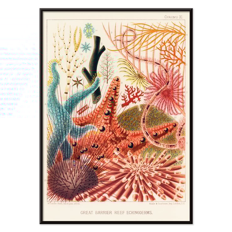 Farbenfrohe Darstellung der Stachelhäuter des Great Barrier Reef von William Saville-Kent vom Great Barrier Reef in Australien. Poster mit farbenfrohen Stachelhäutern vom Great Barrier Reef von William Saville-Kent mit dem Titel „Great Barrier Reef Echinoderms“.