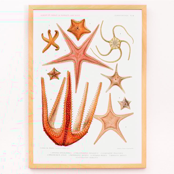 Illustration von Seesternsorten von Albert I. aus Résultats des Campagnes Scientifiques. Poster der Seesternarten-Set-Illustration aus Résultats des Campagnes Scientifiques von Albert I. Fürst von Monaco