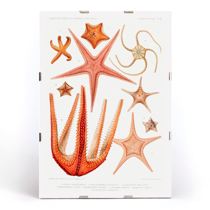 Illustration von Seesternsorten von Albert I. aus Résultats des Campagnes Scientifiques. Poster der Seesternarten-Set-Illustration aus Résultats des Campagnes Scientifiques von Albert I. Fürst von Monaco