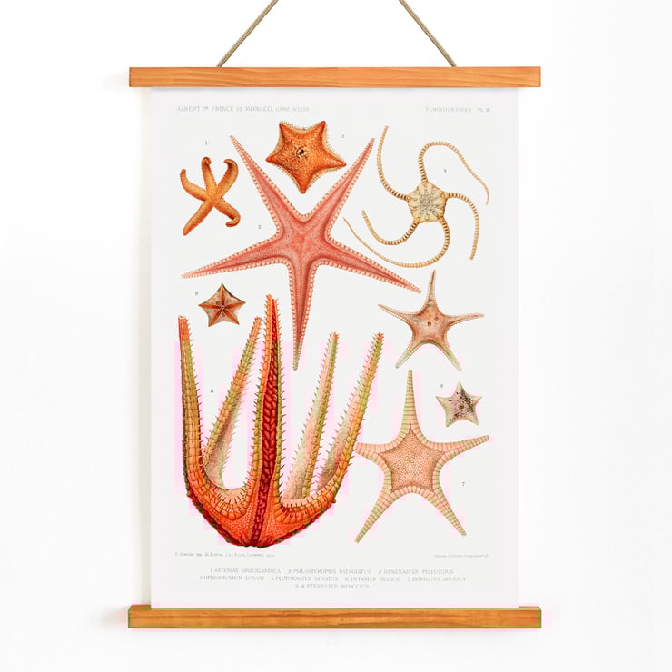 Illustration von Seesternsorten von Albert I. aus Résultats des Campagnes Scientifiques. Poster der Seesternarten-Set-Illustration aus Résultats des Campagnes Scientifiques von Albert I. Fürst von Monaco